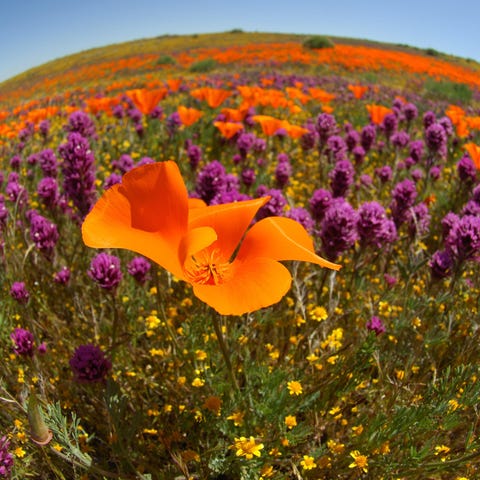 The spectacular Antelope Valley California Poppy...