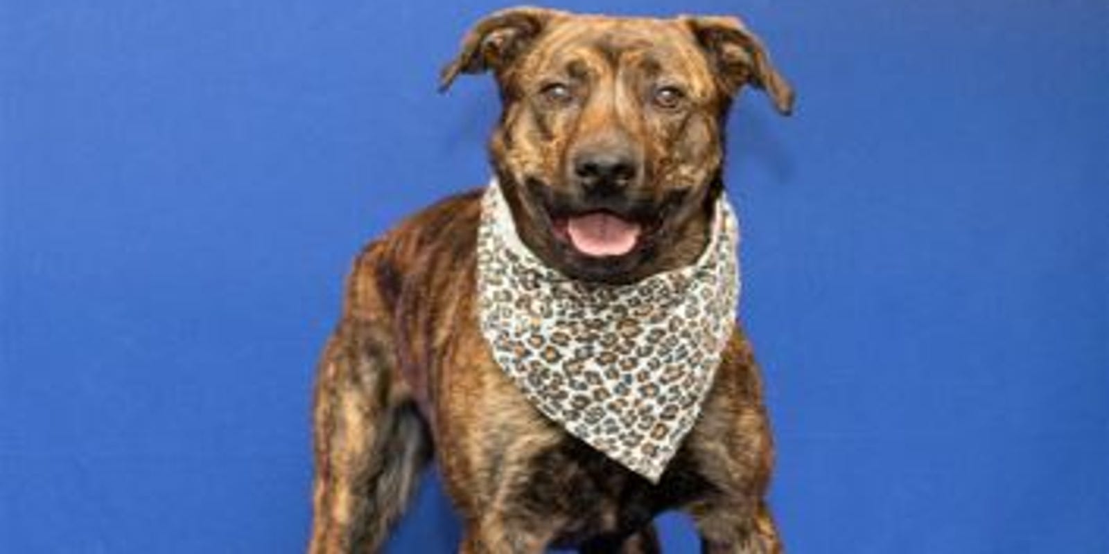Meet 9 animals ready for adoption at Michigan Humane Society