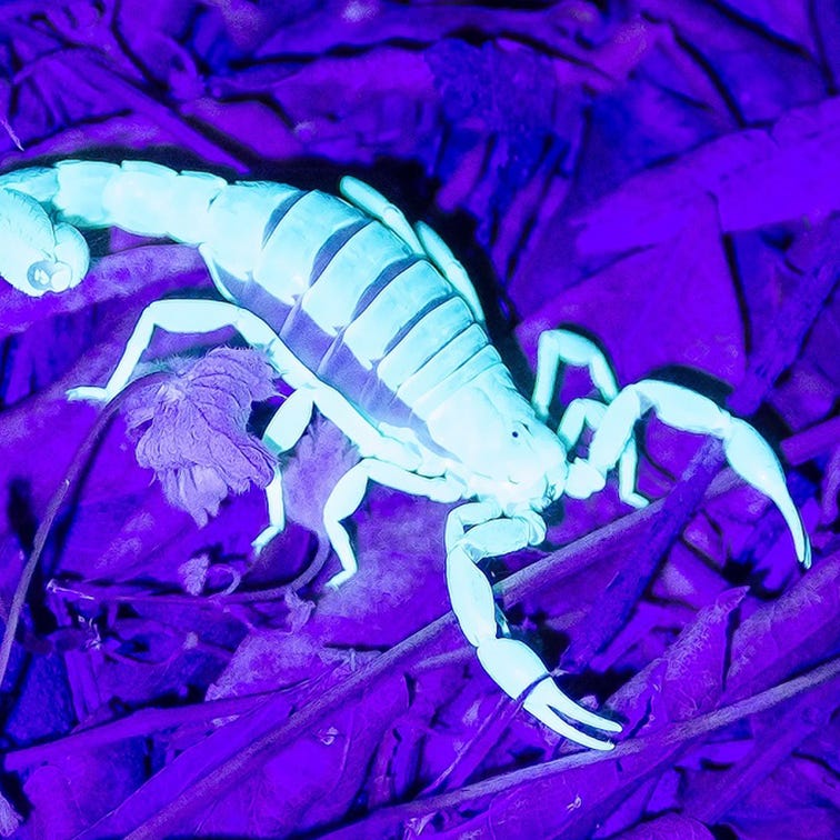 The desert lacks thick foliage because it receives only around 7 inches of rain per year (in the Phoenix metro area). Still, we do have our share of mosquitos, but nowhere near the number found in, say, Florida. Nor will you find a ton of snails or centipedes or beetles. But before you think about swapping insect populations, we have two that are both common and venomous: black widow spiders and scorpions. Rarely are bites or stings fatal, but they can be exceedingly painful. Some people will hunt for scorpions with a black light, as the arthropods glow under such illumination (pictured). Beware, and don't go reaching into a woodpile looking for the perfect log. Scorpions love woodpiles. And dark, rarely used sheds. And tree
 bark. Beware. Beware!