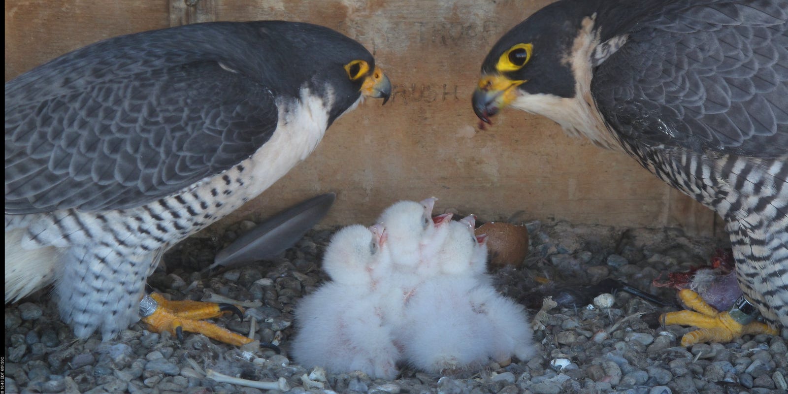 Third Baby Peregrine Falcon Hatches Atop Times Square Building