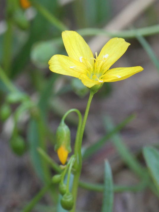 The rare wildflower that only blooms in North Jersey