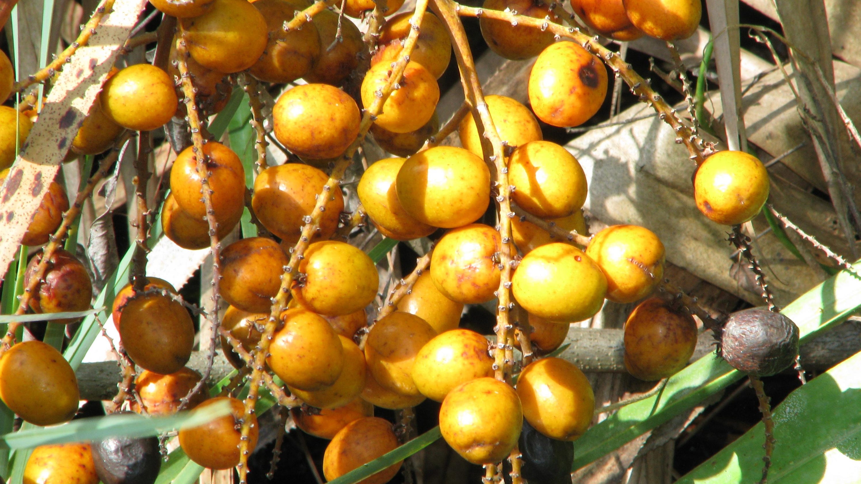 Keep eye out for illegal saw palmetto berry harvests