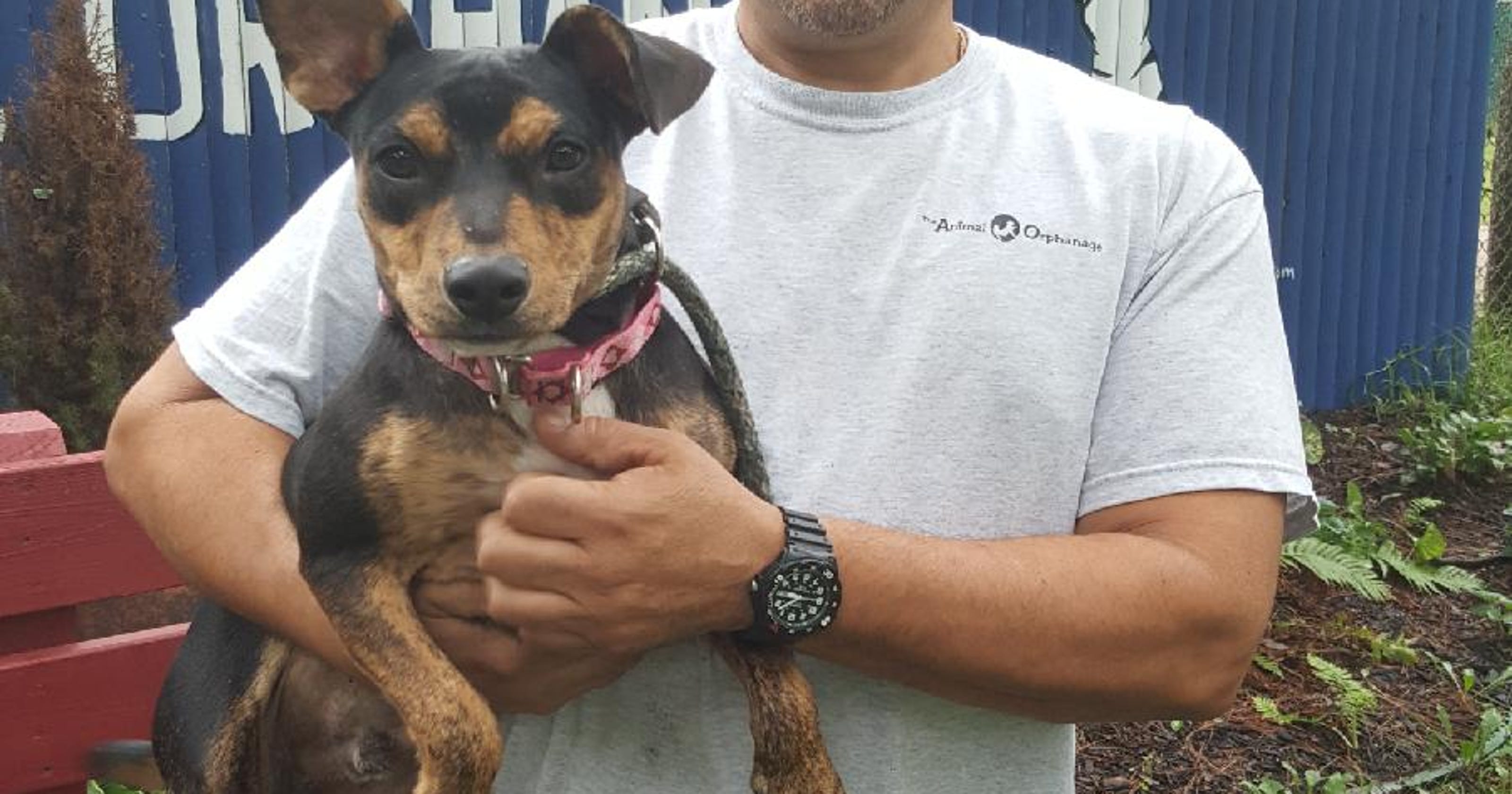 First Harvey dog up from Texas up for adoption at South Jersey shelter