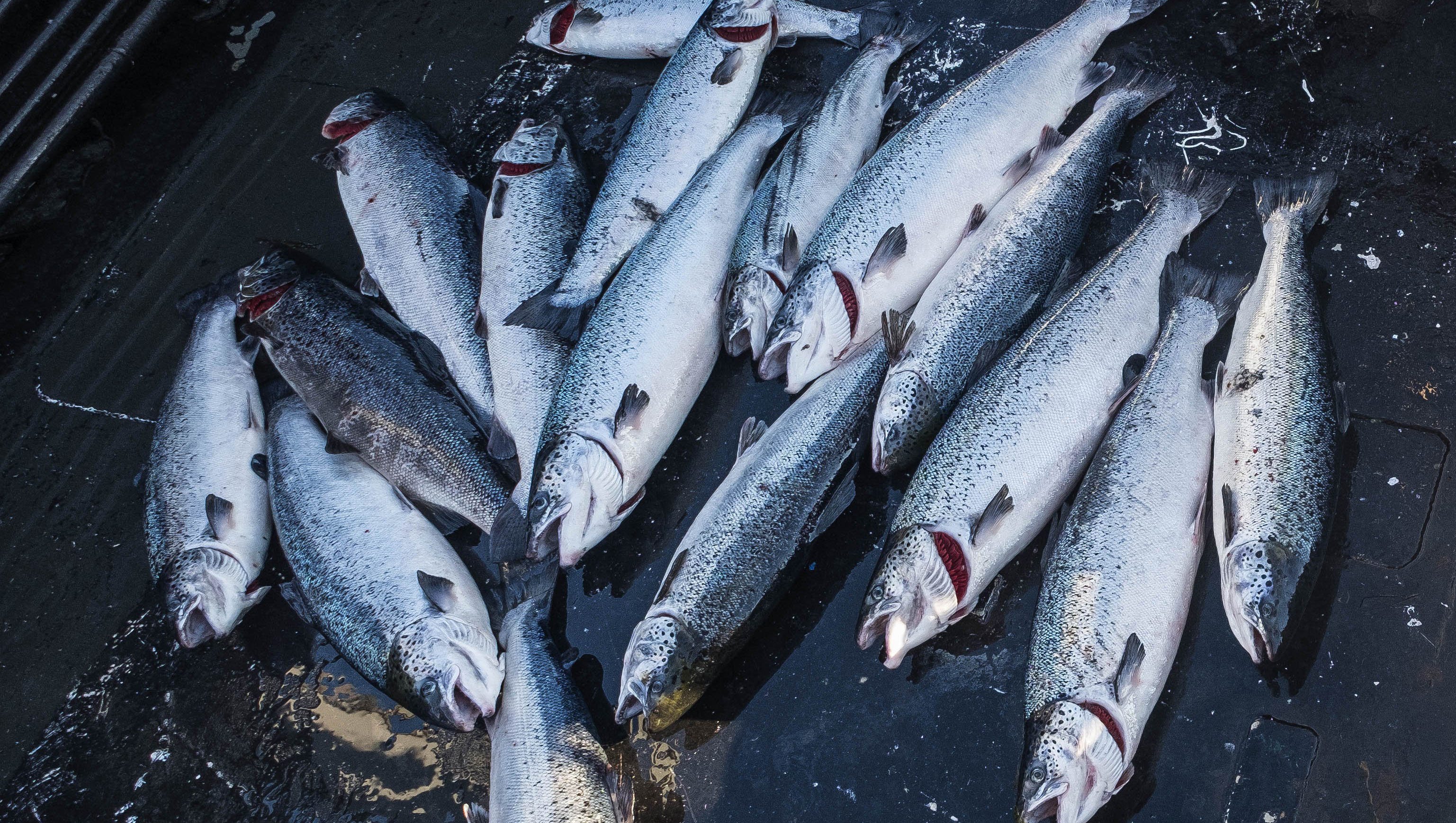 Imperial Dam improvements change landscape for salmon, anglers