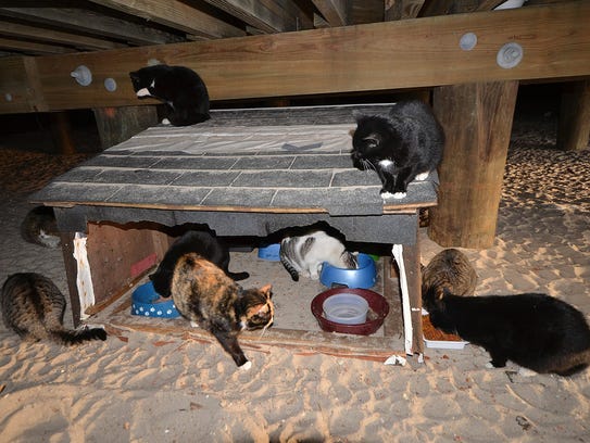 Clarkstown fails to craft a sensible TNR program to curb ...
