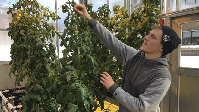 In this Feb. 14, 2019 photo, Colton Welch, a junior at the State University of New York at Morrisville, N.Y., tends hydroponic tomato plants which will provide students with data applicable to cannabis cultivation.