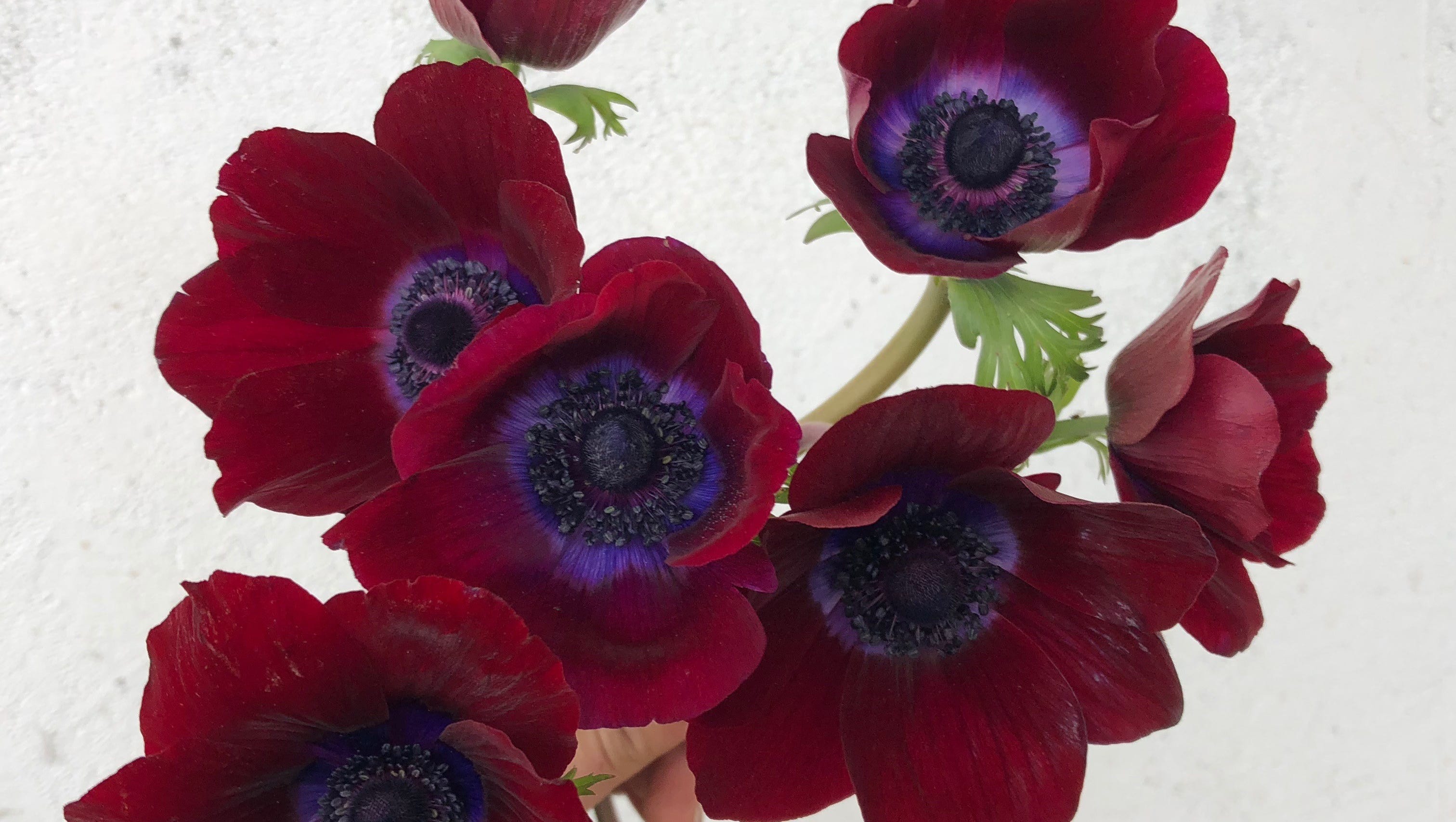Pointillism Flowers Ideas