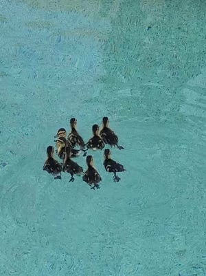 Scottsdale firefighters rescued this family of ducks from a swimming pool on May 9, 2018.