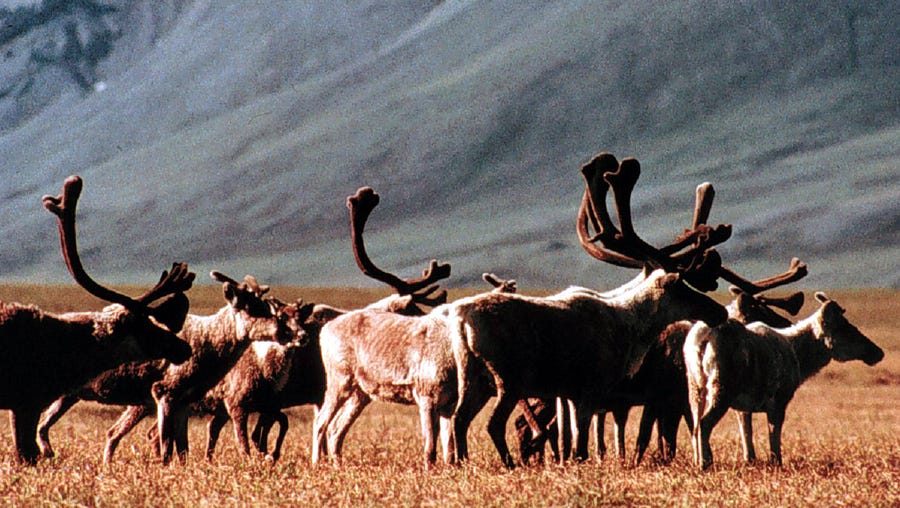 This undated photo shows caribou grazing inside the Arctic National Wildlife Refuge, Alaska.