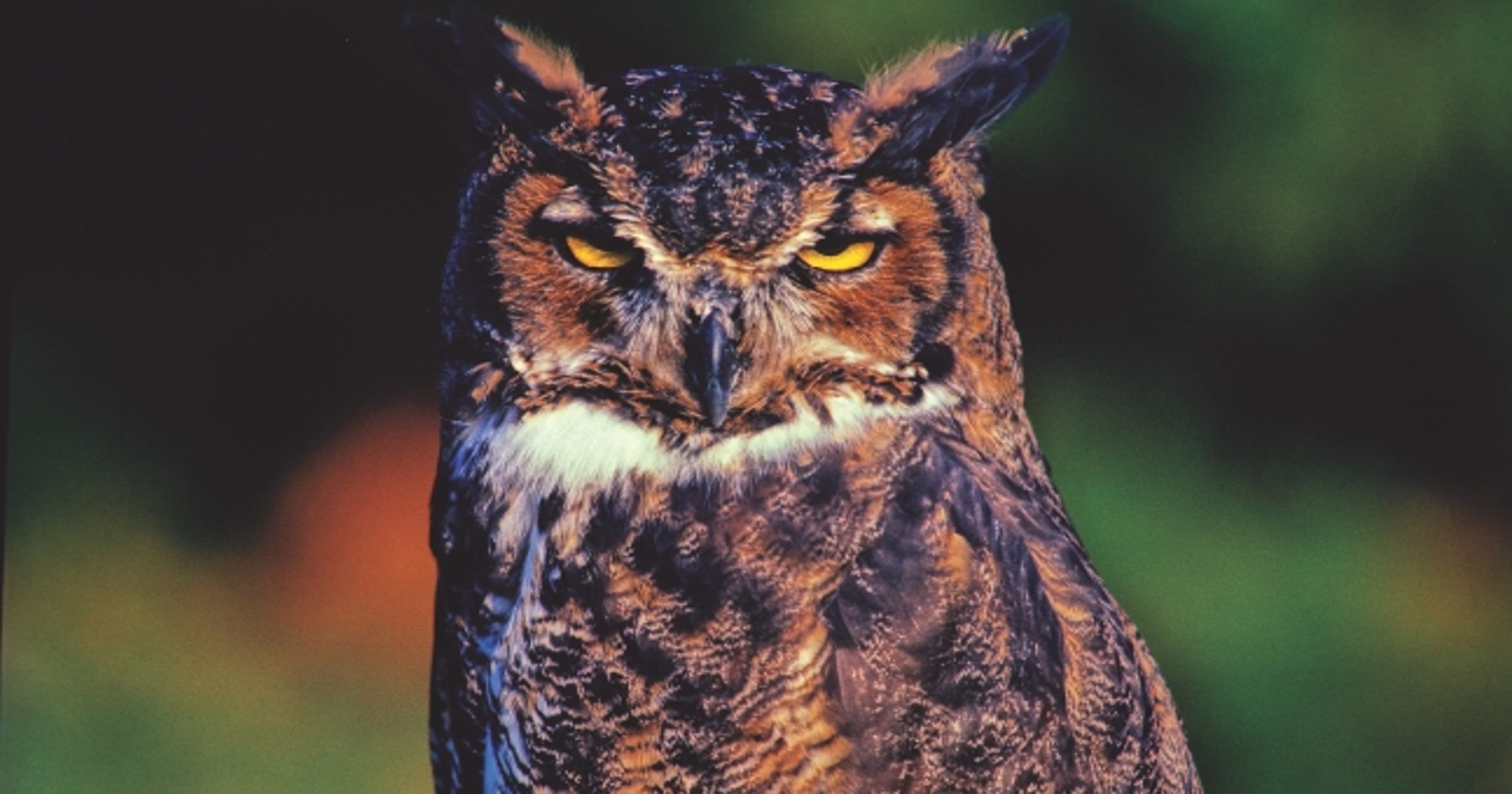 6 fun facts about great horned owls