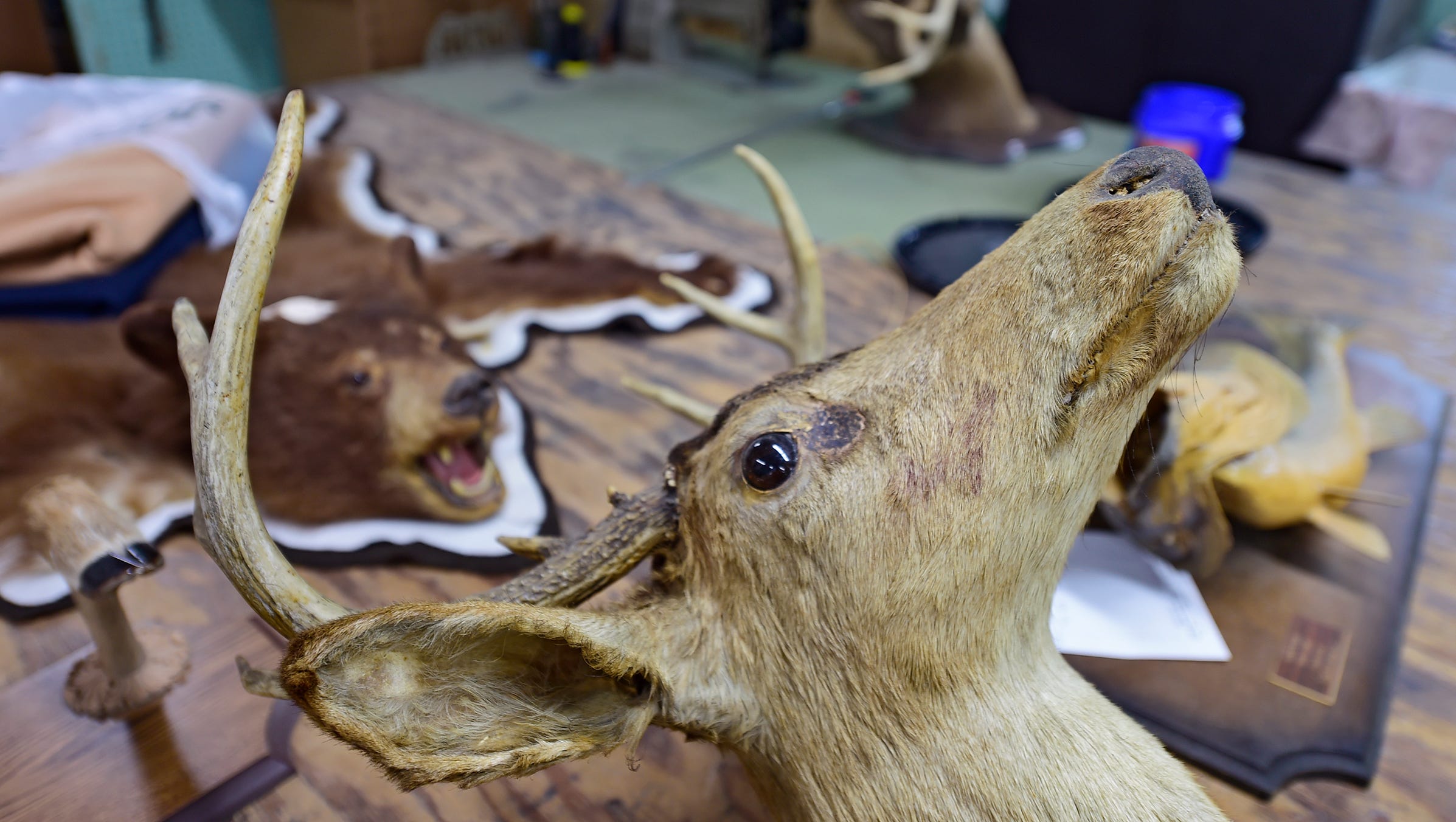 Cwd In Deer Pa Taxidermists Butchers Worry It Will Hurt Business