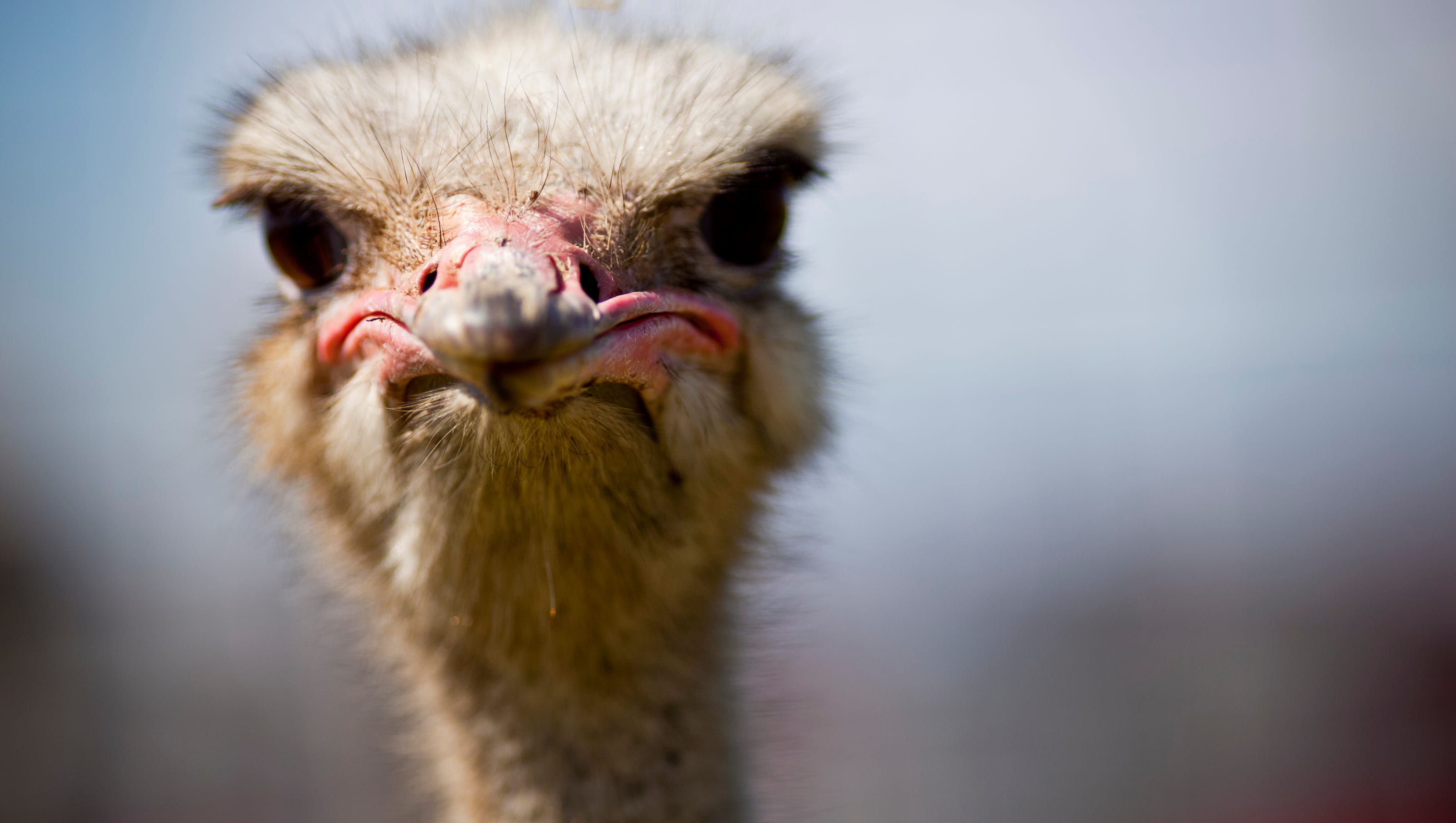 A Brief History Of The Chandler Ostrich Festival A Brief History Of The Chandler Ostrich Festival