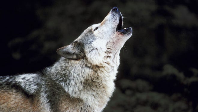 Wolf Awareness Week is this week, and the annual wolf hunt in Wisconsin kicks off Wednesday.