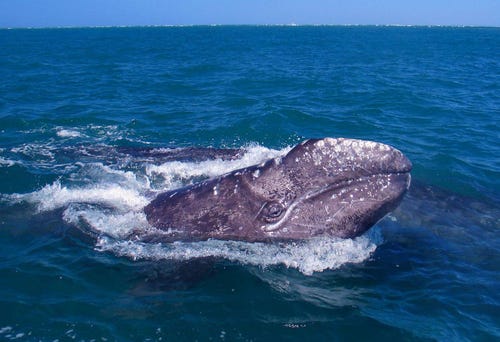 gray whale travels 13,987 miles, breaking world record