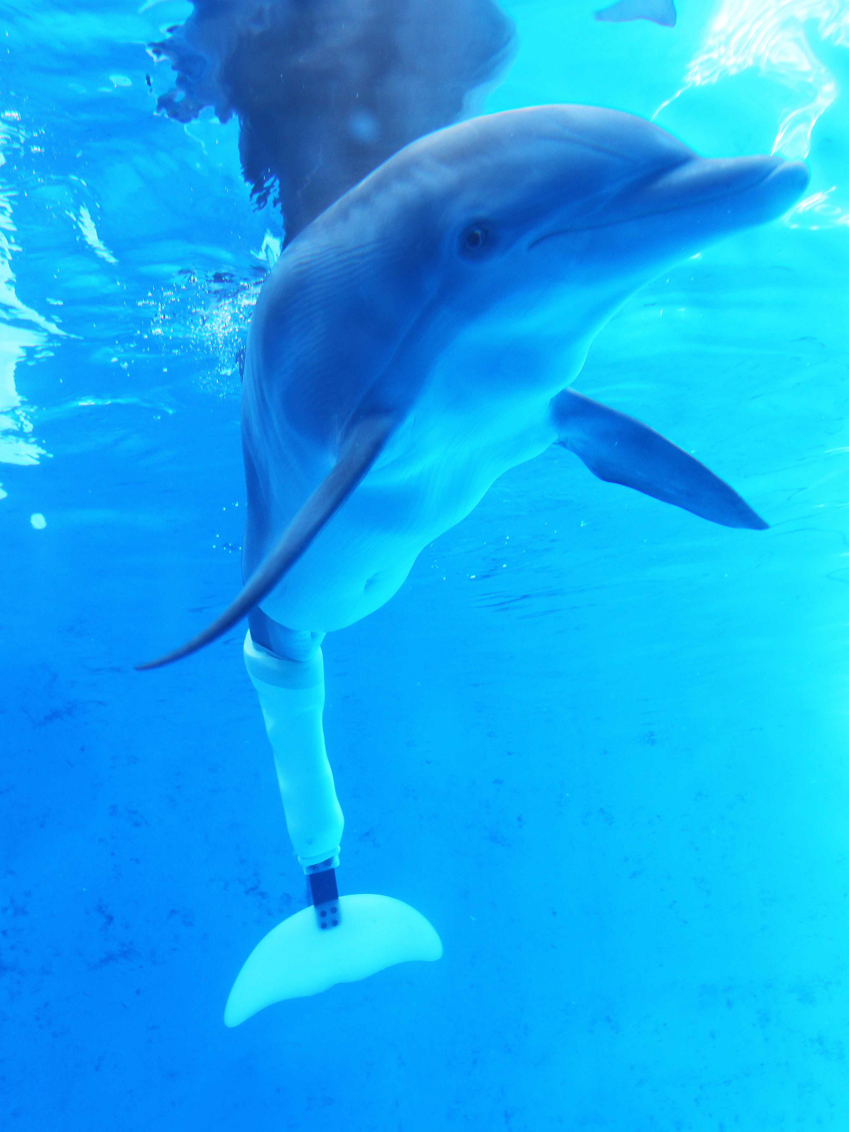 Doctor Who Helped Famous Dolphin Has His Own Tale