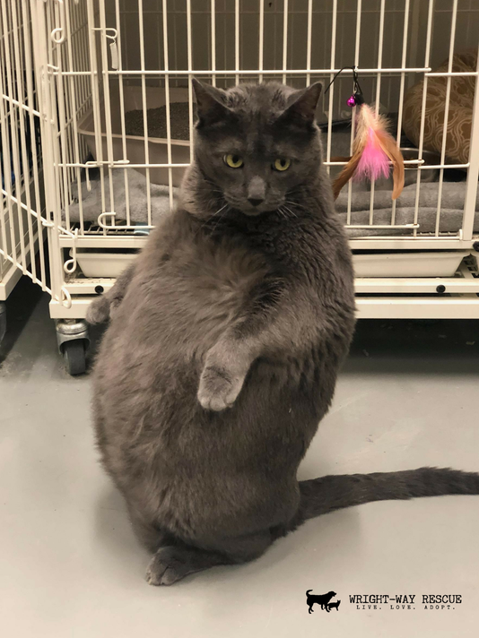 This 25pound, highmaintenance cat is up for adoption in Illinois