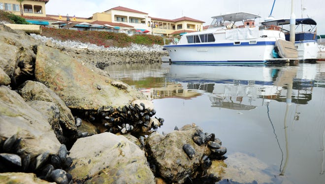 Ventura Shellfish Enterprise is a partnership headed by the Ventura Port District and includes shellfish companies and investors. The harbor would receive a portion of the proceeds from the mussel harvest.