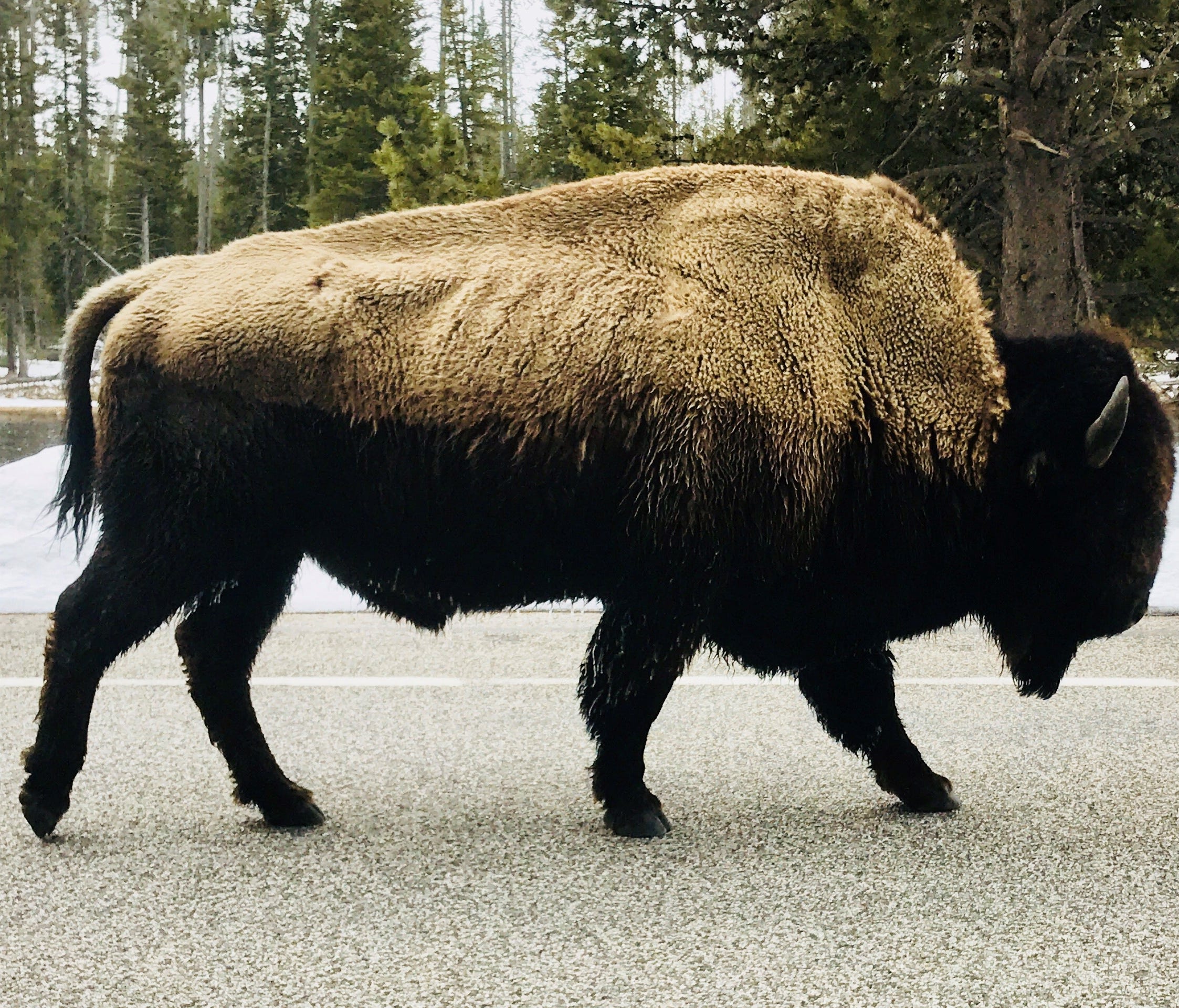 A bison walks down Grand Loop Road in Yellowstone National Park.