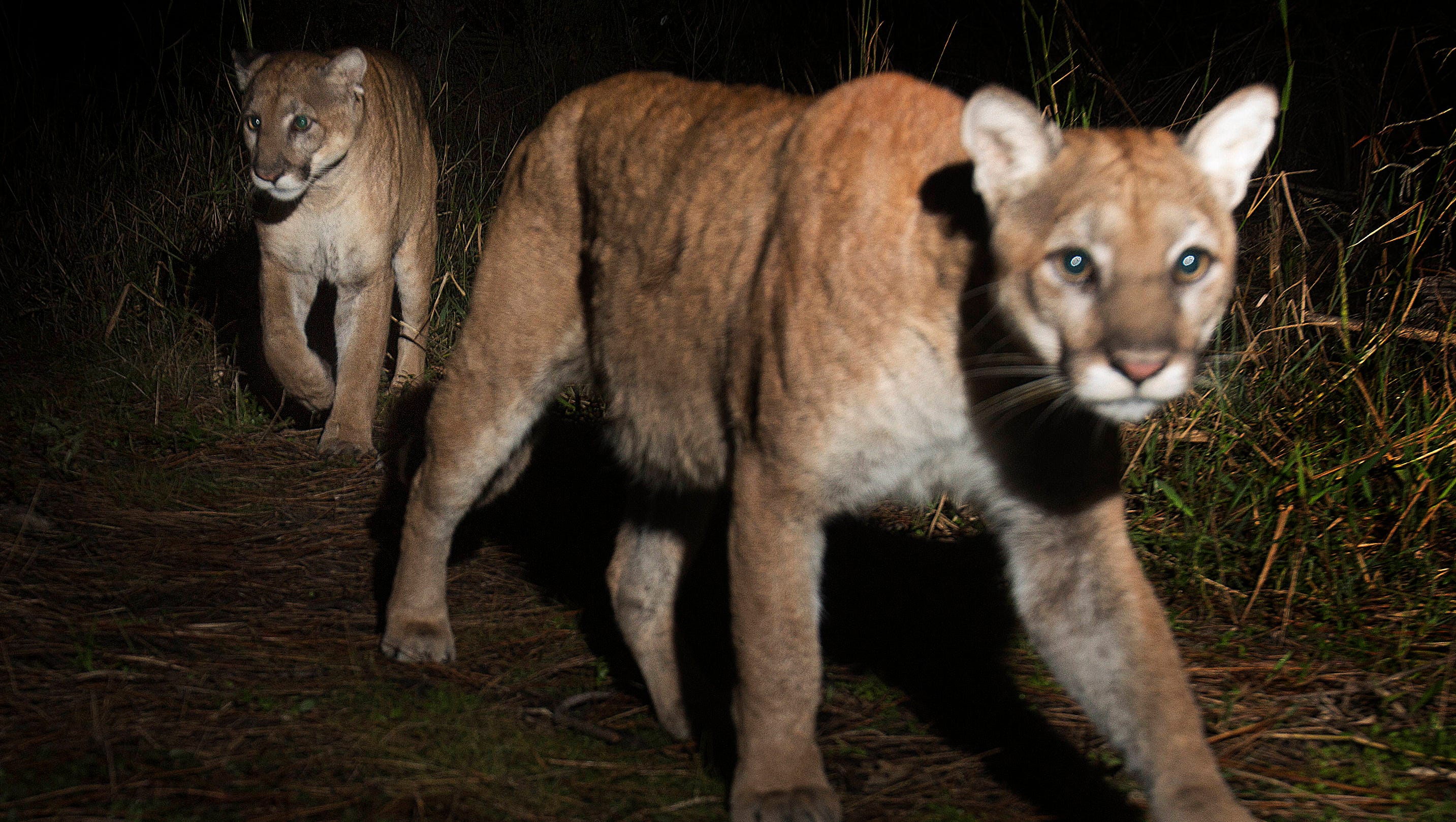 Future Of The Florida Panther And Collier County Being Decided Now