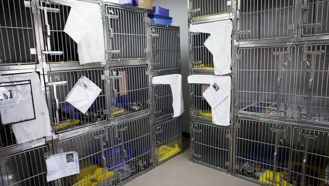 File photo fo cats up for adoption in their kennels at Shenandoah Valley Animal Services Center on Wednesday, March 13, 2013, in Lyndhurst.