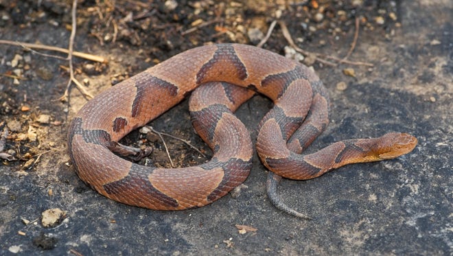 Copperhead snakes are part of a sub-family, pit vipers.