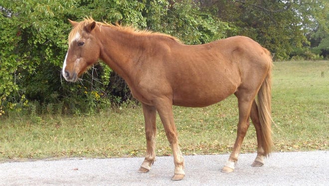 A 31-year-old mare known as Miss T died on Assateague Island on Tuesday.