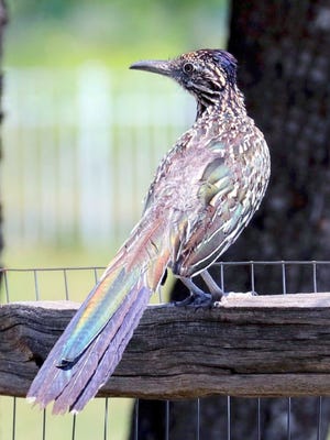 New Mexico's state bird, the roadrunner, also has two toes forward and two backwards, just like woodpeckers. The foot type is called zygodactyl, The ground-loving bird boasts colorful feathers.