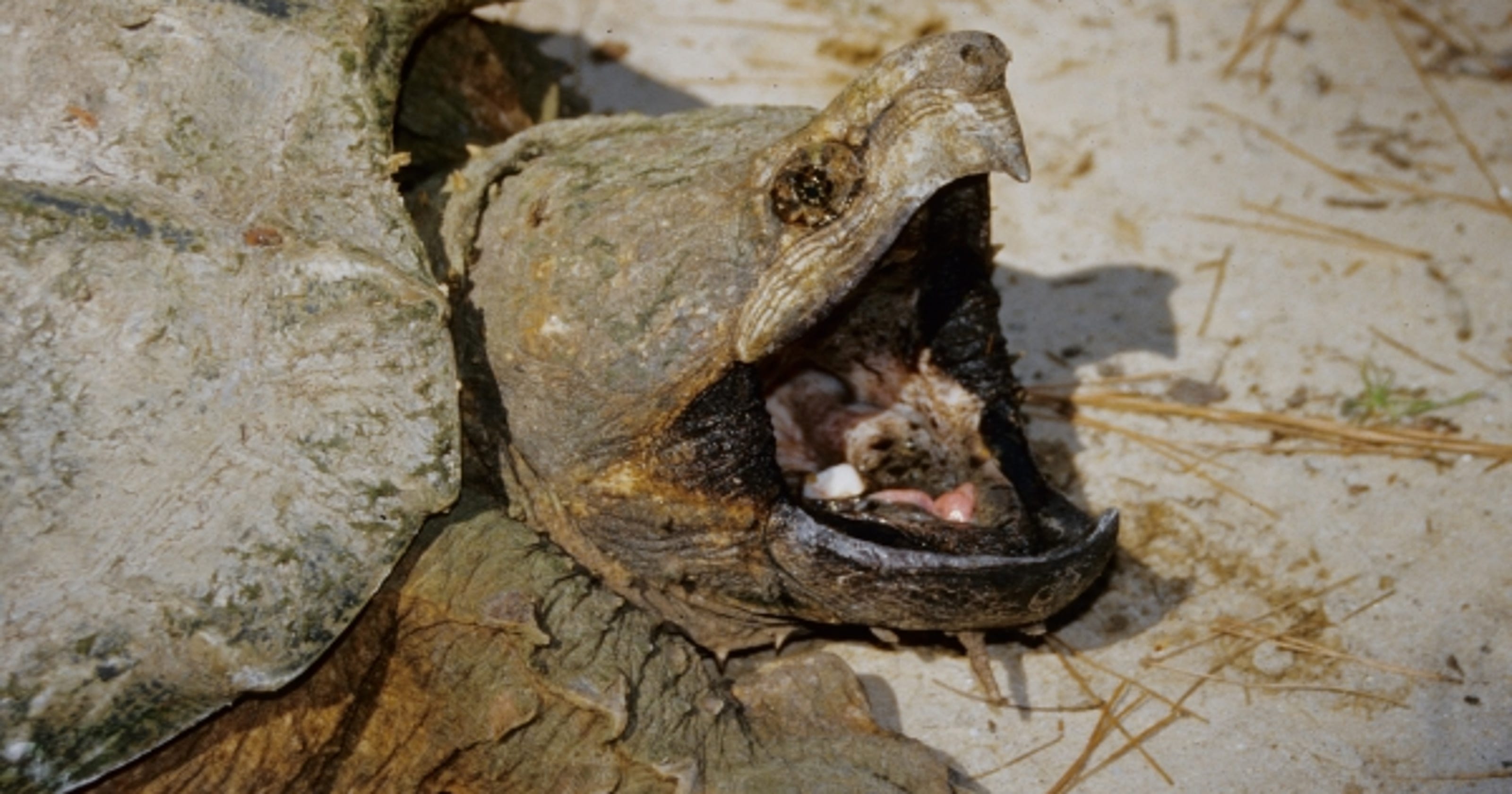 WILD ABOUT TEXAS: Snapping turtle turns fierce on land