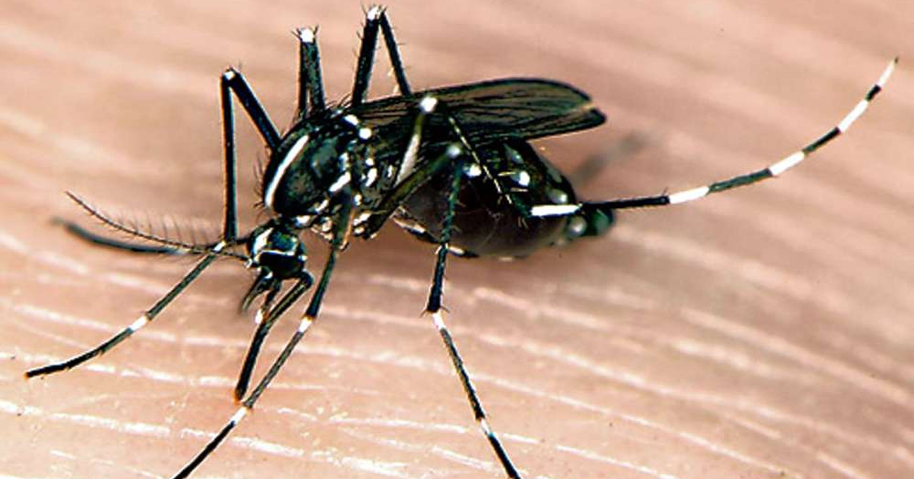 Expect more mosquitoes thanks to warm February