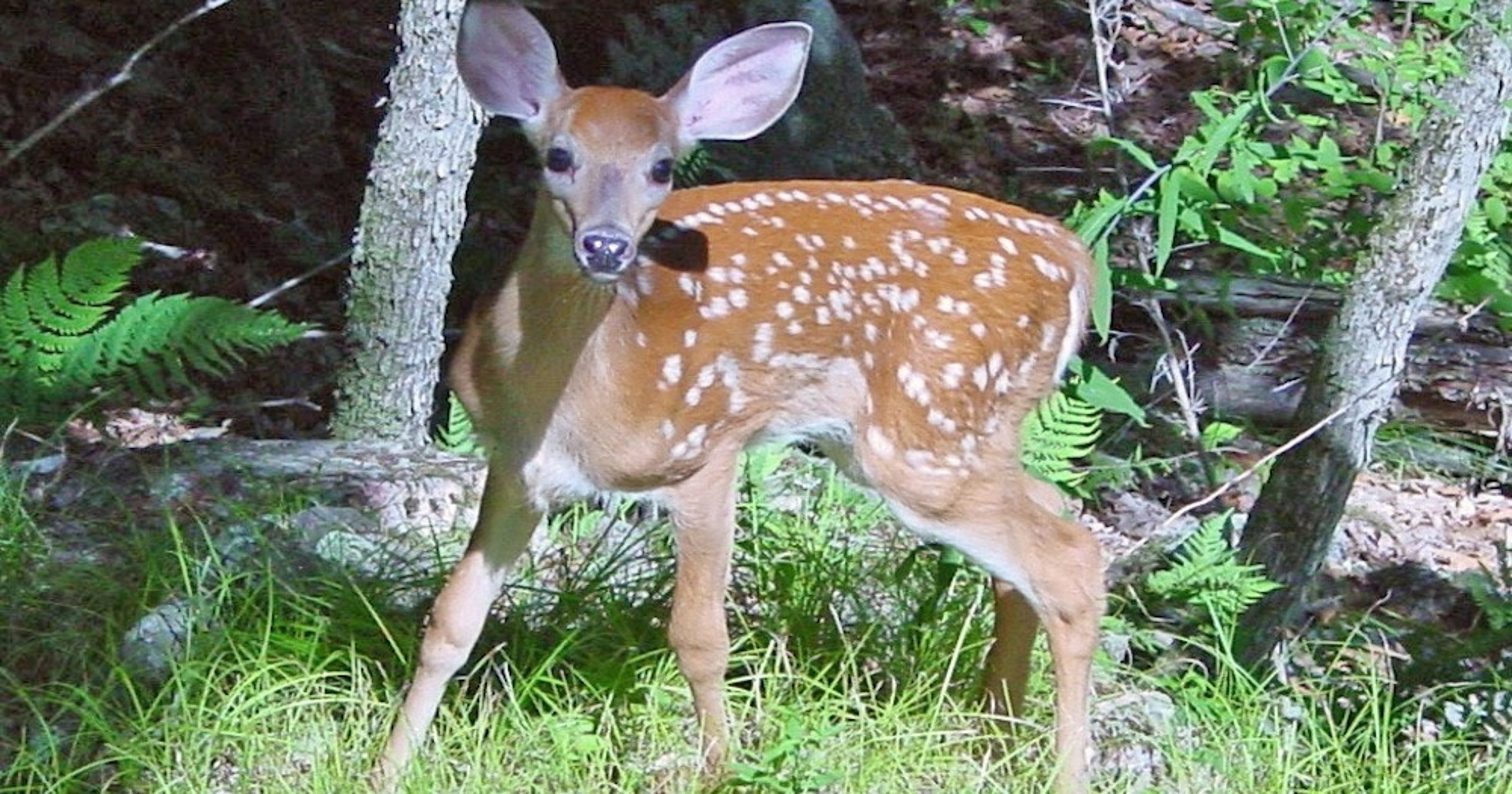 Chronic wasting disease: What to know about 'zombie' deer ailment