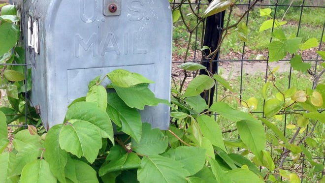 Poison ivy like the vine around this mailbox is never safe to touch. Wear long pants and sleeves and gloves to protect yourself while you remove it.