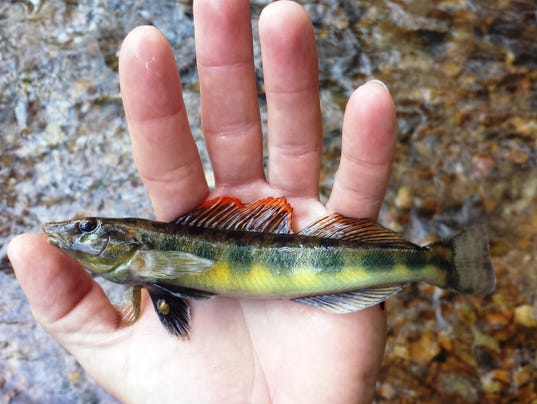 Tennessee Logperch