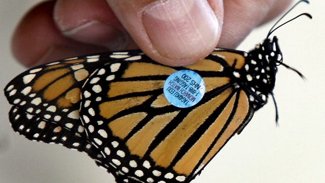 Monarch Butterfly Festival Takes Flight At St Marks Refuge St Marks Monarch Butterfly Festival 2022