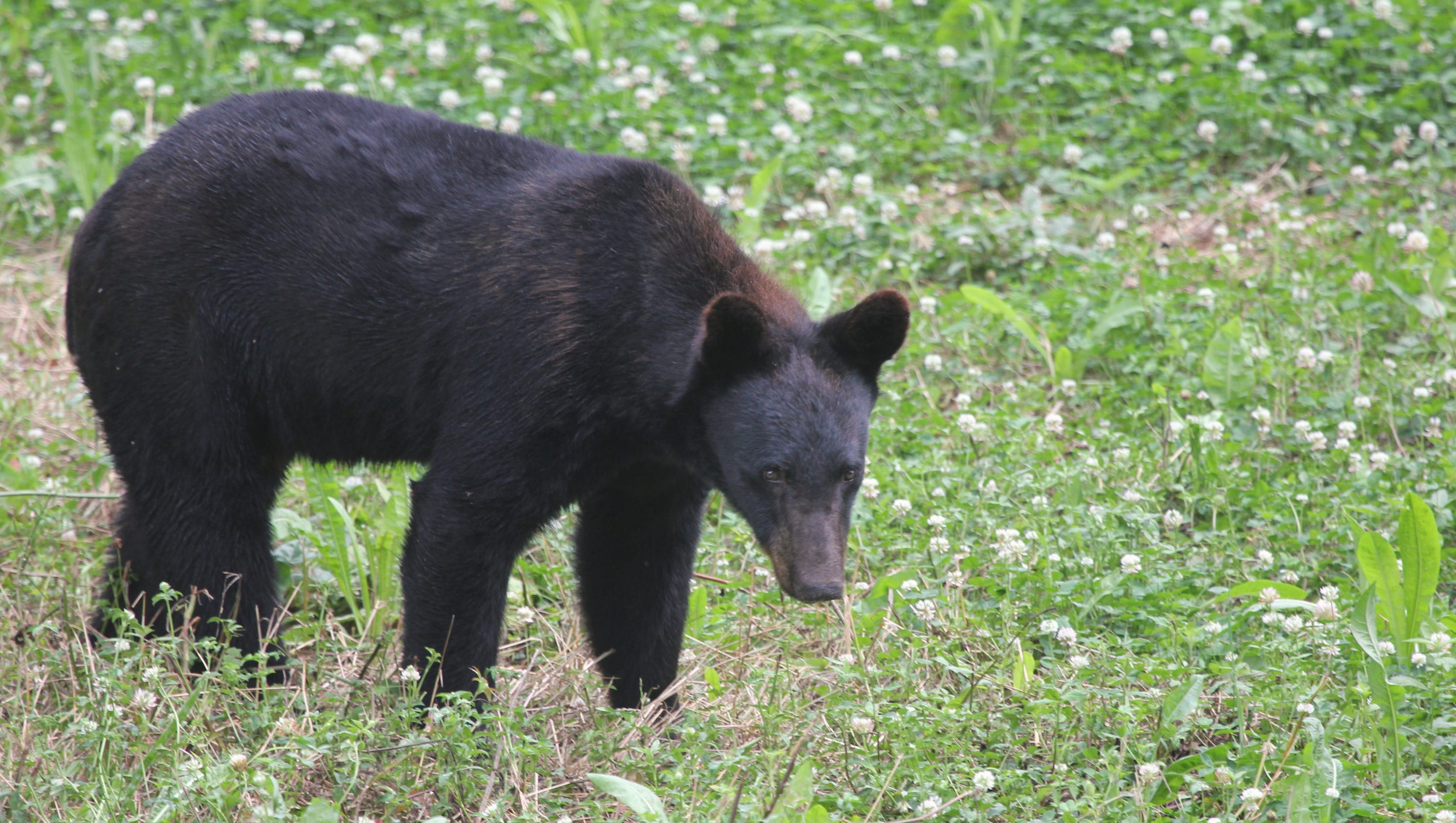 The La. black bear comes roaring back — Another View