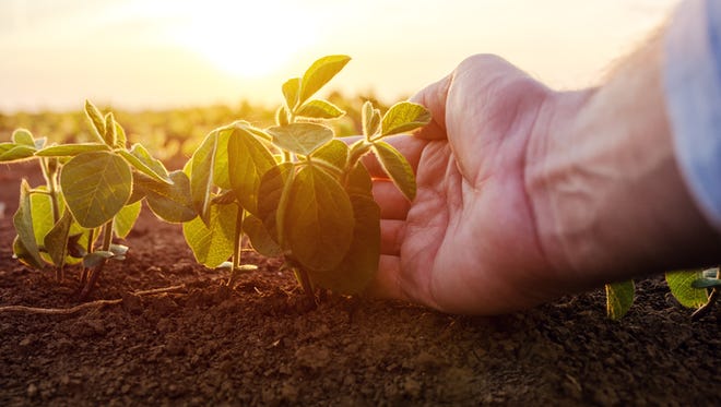 A new report identifies promising scientific breakthroughs to increase the U.S. food and agriculture system’s sustainability, competitiveness, and resilience.