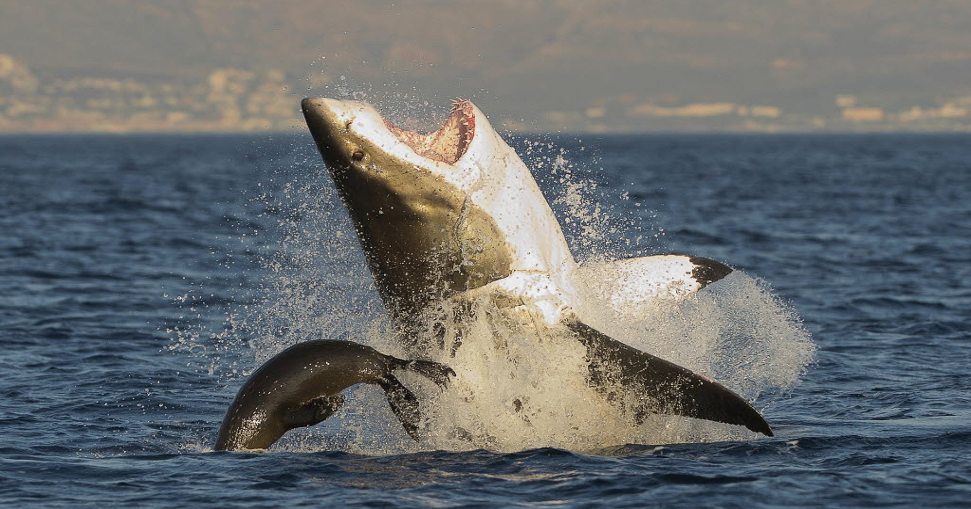 Who's afraid of who? Great white sharks fear killer whales, study shows - USA TODAY thumbnail