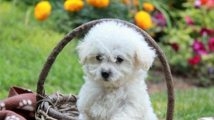 wissfire toy poodles