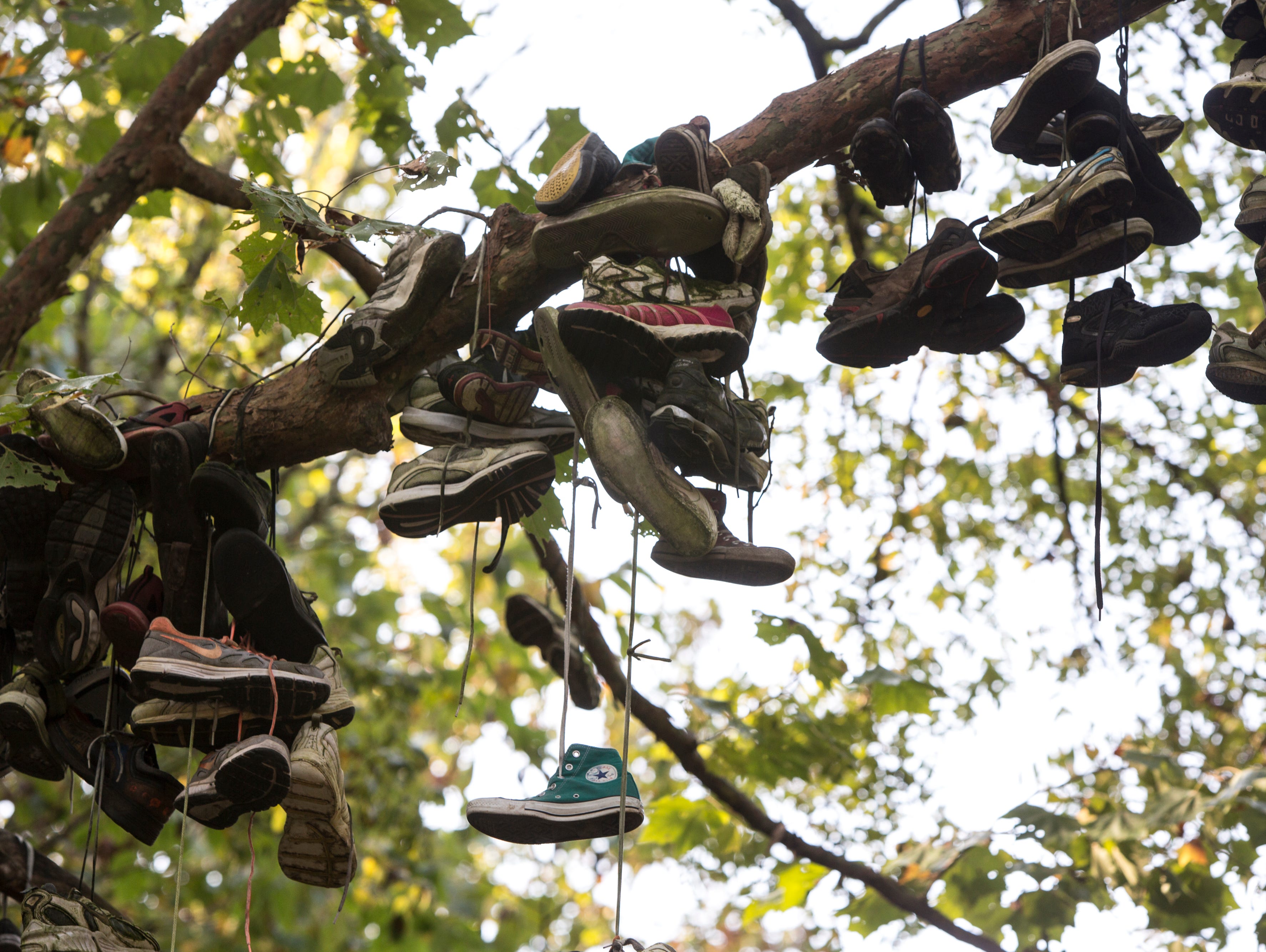 The shoe tree clearance