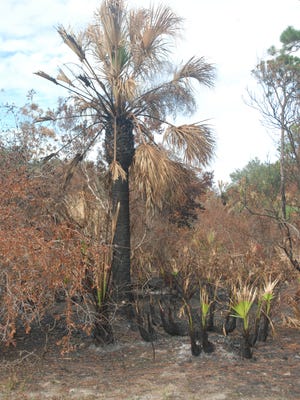 The aftermath of a controlled burn on palms and underbrush.
