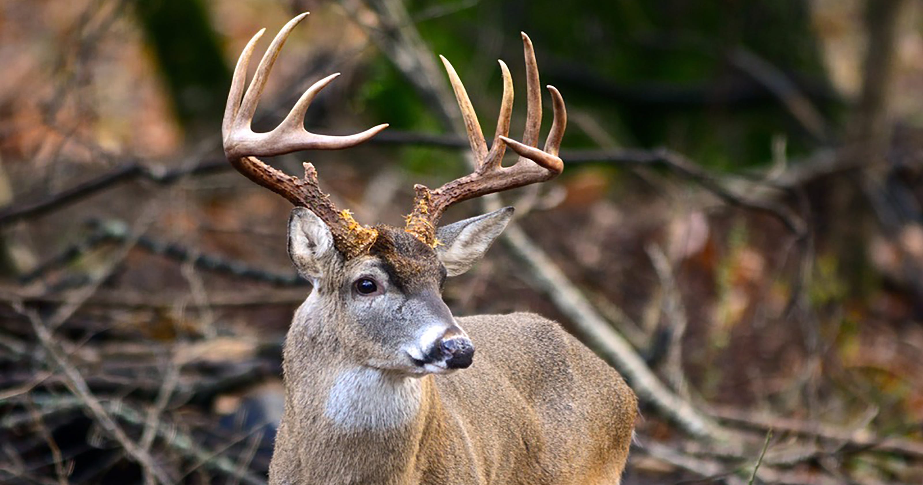 Know the CWD rules for hunting outside of Pennsylvania