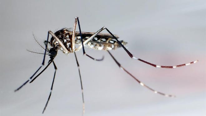 Detalle tomado del mosquito "Aedes Aegypti", trasmisor del zika.