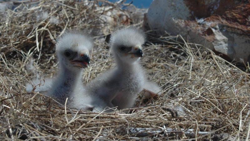 The world watched as a tiny bald eagle hatched on Channel Islands off California coast