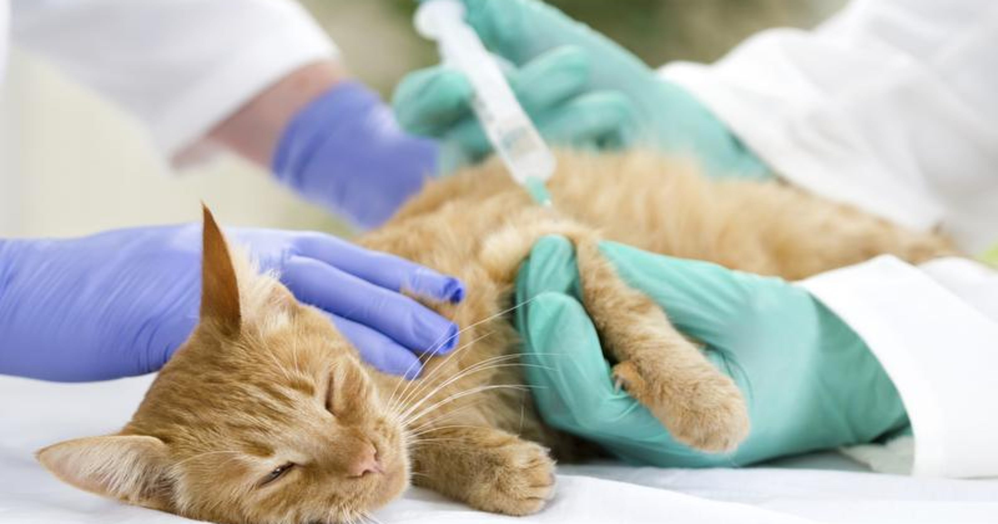 Клиника для котов. Терапия животных. Кошка Ветеринария. Терапия кошками.