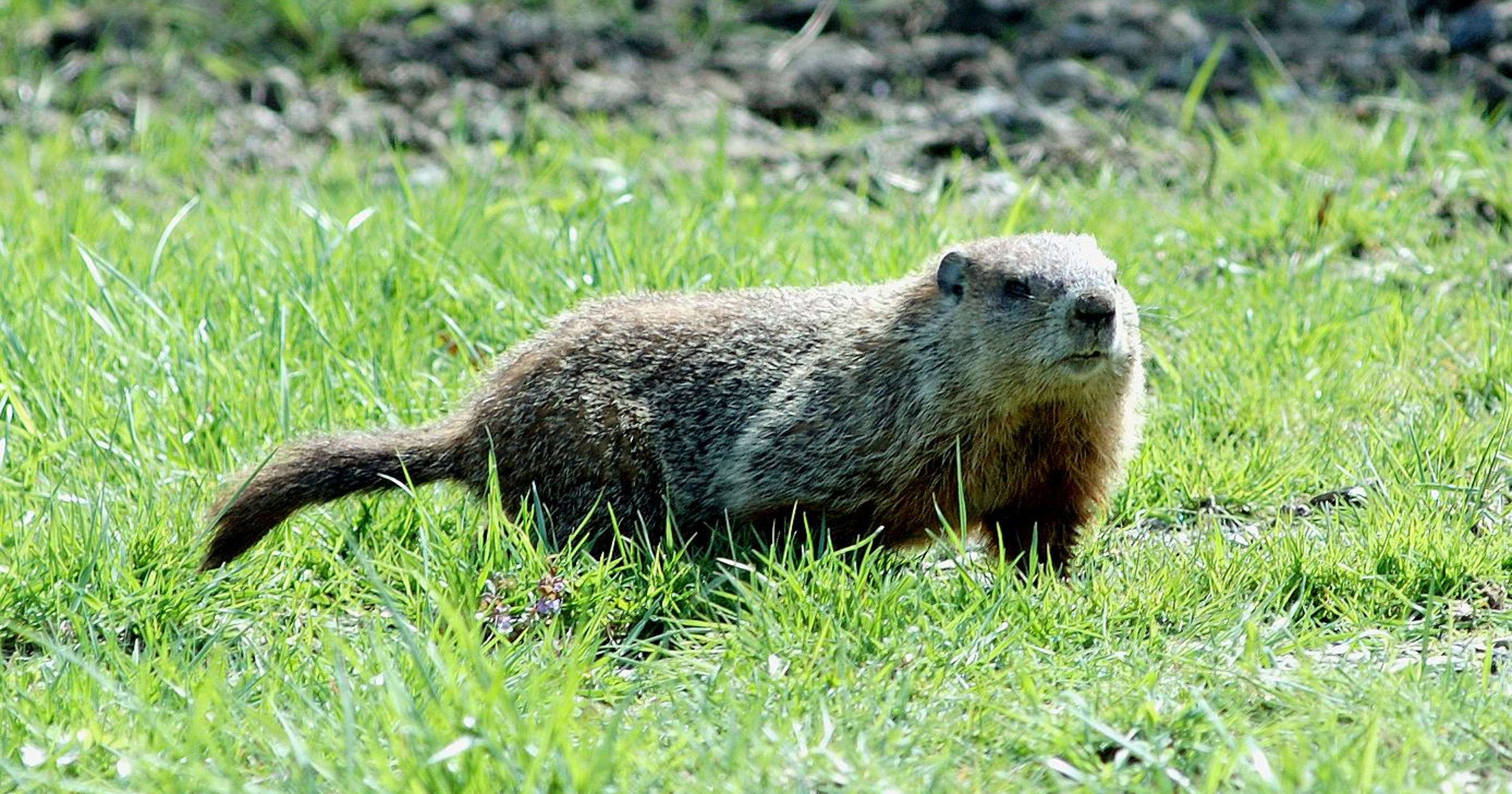 do groundhogs travel in packs