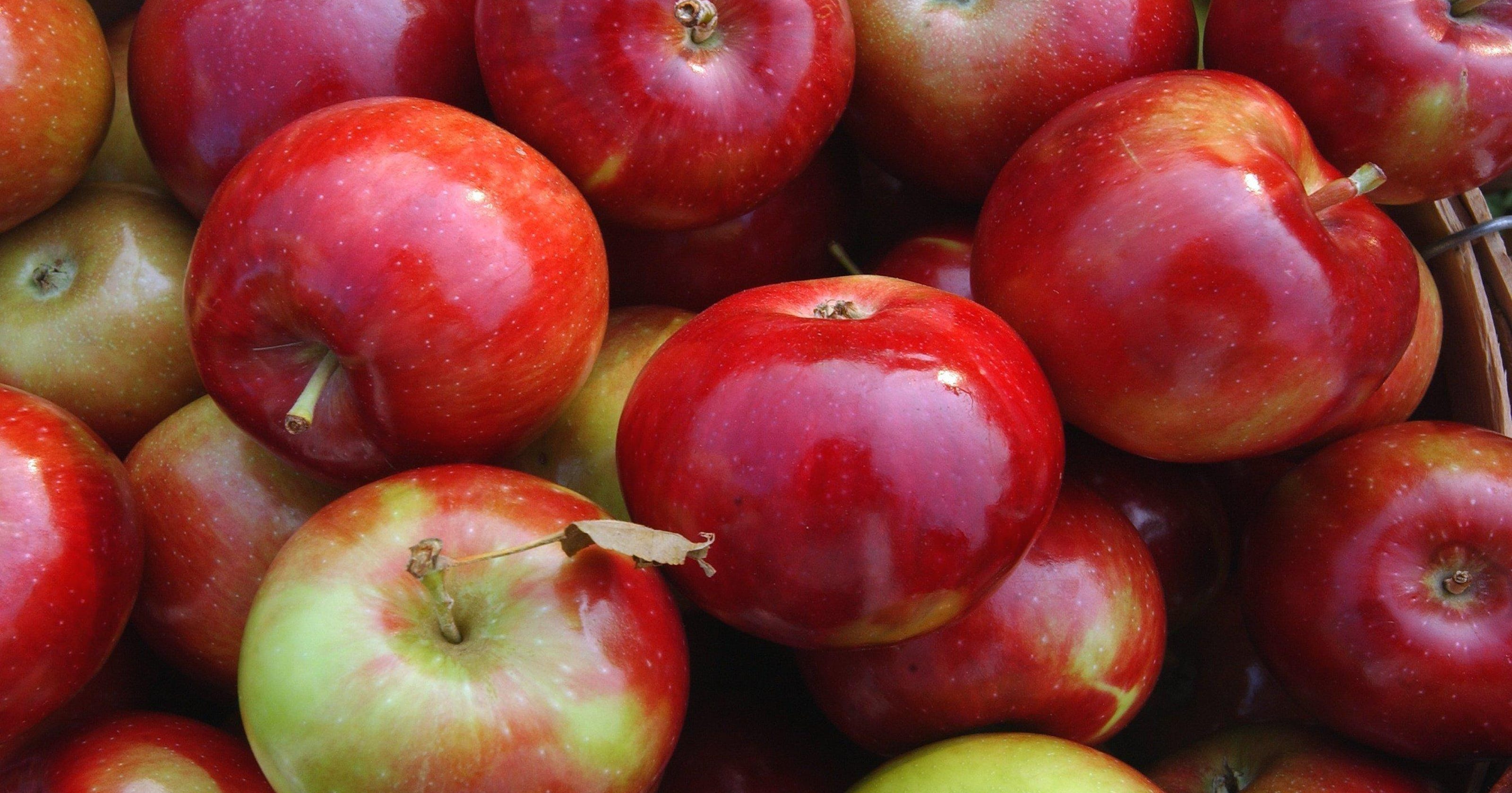 Upick apple orchards and cider mills