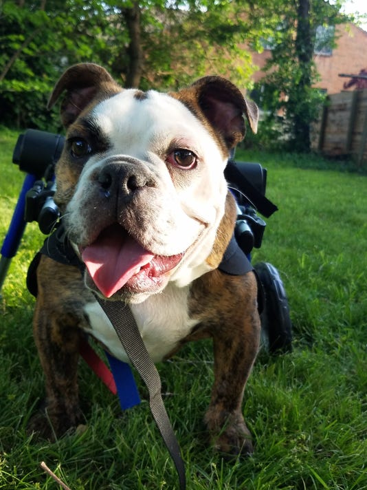 Springfield special needs bulldogs among winners of a #39 worldwide