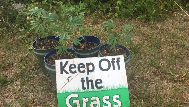 Ozark police say they seized marijuana plants Sunday on public property.