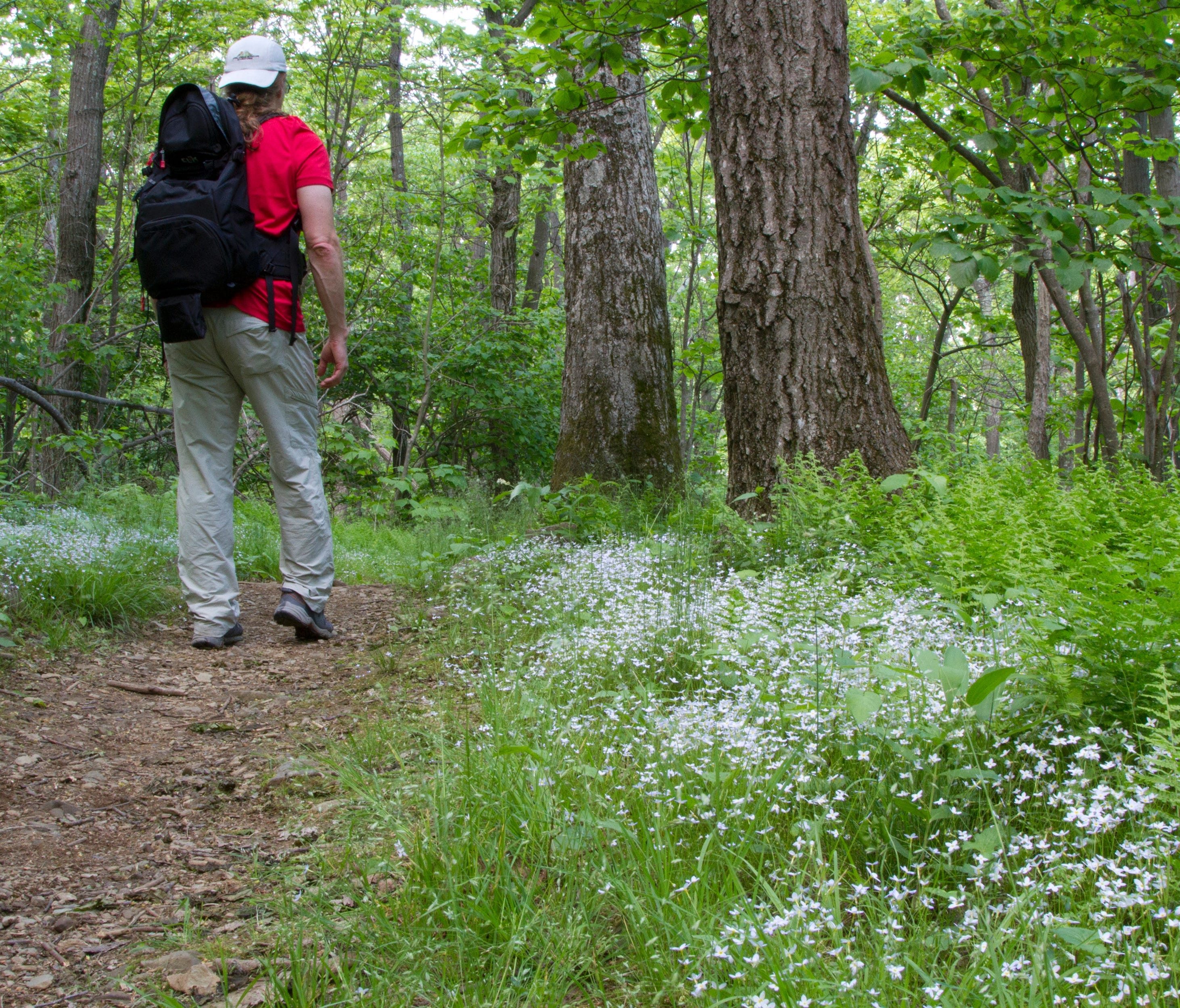 With more than 500 hiking trails criss-crossing the park, including just over 100 miles of the Appalachian Trail, there are plenty of hiking opportunities for all abilities and timeframes.