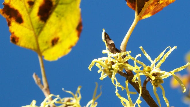 
Golden blooms and bright yellow leaves against a crisp, blue autumn sky make native witch hazel a stunning late bloomer across our area. ROB ZIMMER/Post-Crescent Media.
