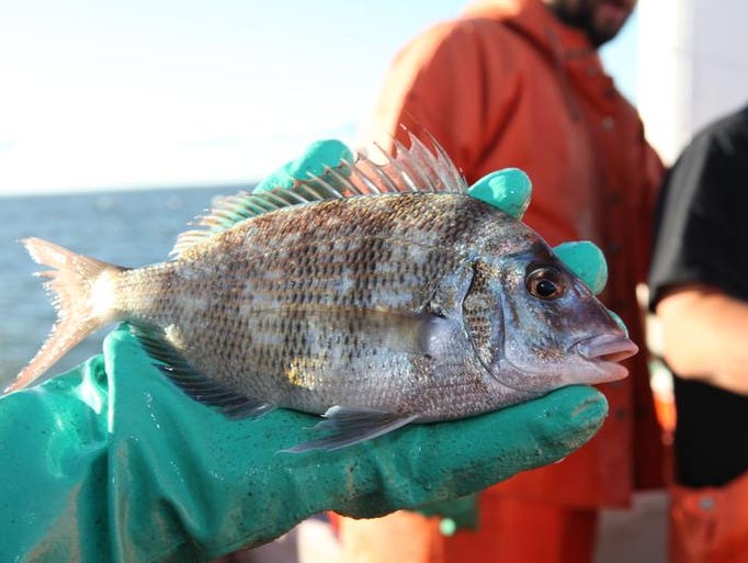 A sampling of fish species in Long Island Sound